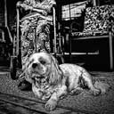 Old Woman in Wheelchair with Small Dog